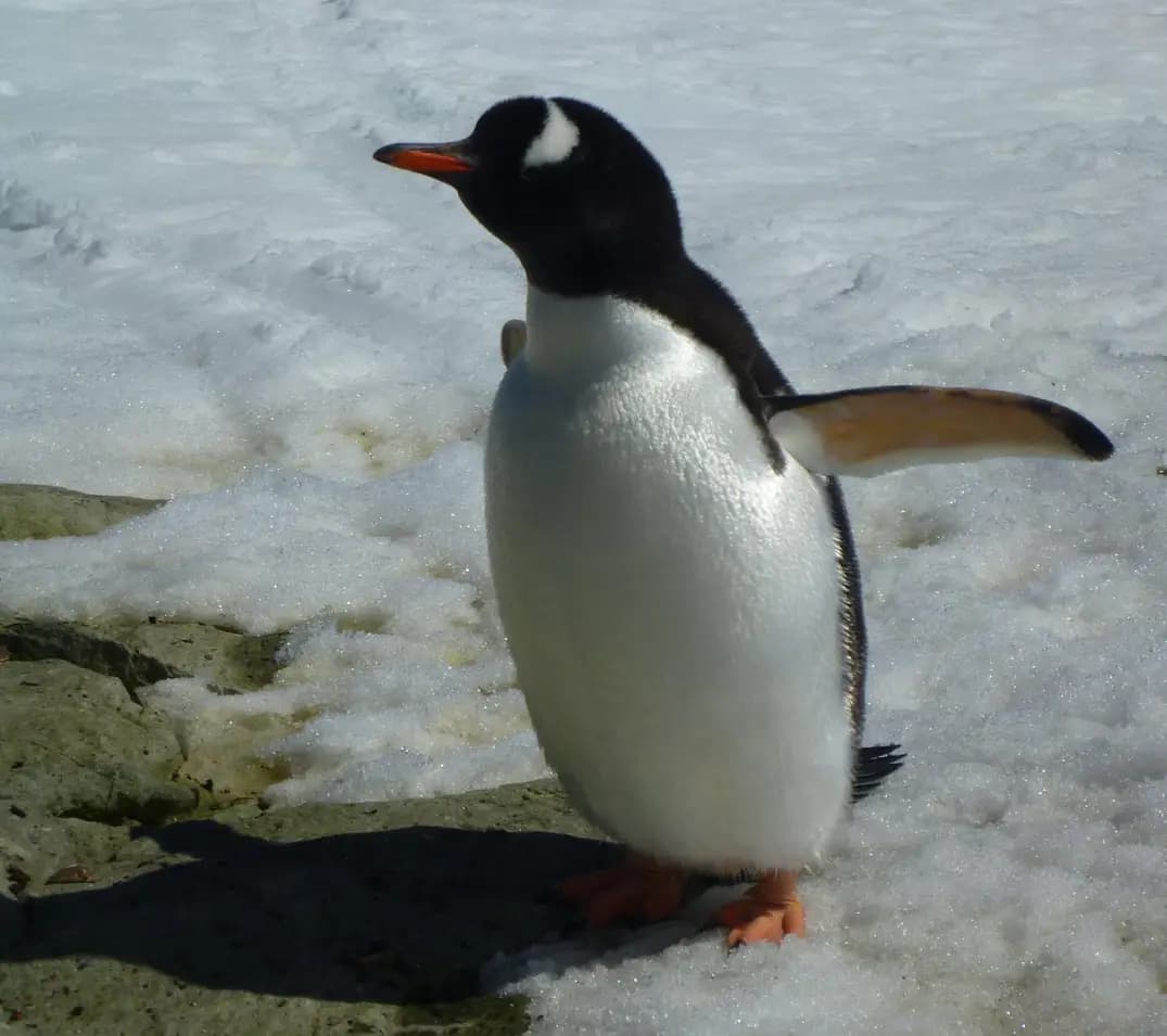 Dr. Elizabeth Simons